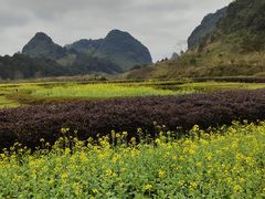 -靖西鹅泉风景区