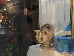 -猫咪博物馆(顶澳仔猫街店)