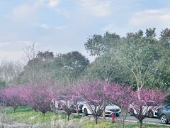 -广富林郊野公园