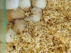 -怪兽屋·羊驼·猫咖·狗咖(俊华广场店)