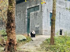 -都江堰中华大熊猫苑