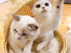-momokira米努特·德文卷毛猫·棉花面纱犬