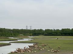 -溱湖国家湿地公园