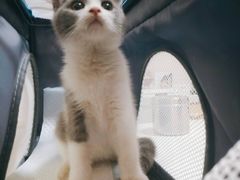 -千城康桥宠物医院·猫科·骨科·心脏