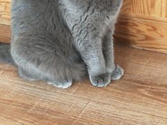 -猫的茶·猫咖