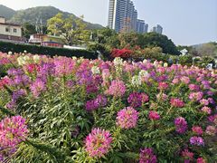 -玫瑰海岸文化旅游度假区