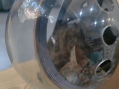 -芭比堂动物医院·心脏科·老年急重症·夜诊·吉雅分院