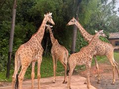 -广州长隆野生动物世界