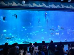 -烟台海昌鲸鲨海洋公园