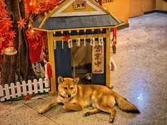 -神隐烧肉酒场(九街店)