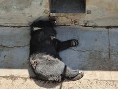 -青藏高原野生动物园