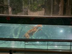 -清迈夜间动物园