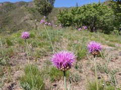 -北京鹫峰国家森林公园