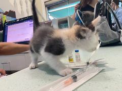 -爱贝特动物医院·猫口炎专科