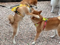 -爪吧宠物乐园 (温榆河示范区店)