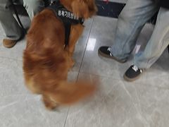 -半岛宠物医院24小时(白果林店)