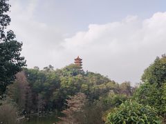 -深圳仙湖植物园