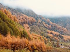 -卧龙自然保护区