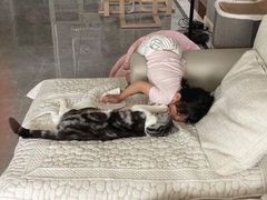 -糯米喵星人总部直营旗舰店·猫舍·幼猫出售
