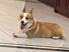 -福懋动物医院·犬猫全科·外科·重症科(杏林分院)