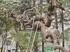-木塔寺遗址生态公园