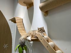 -COLOR PETS 撸猫馆·购猫·猫咖(长风大悦城店)