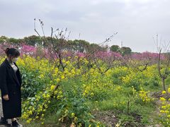-南汇桃花村