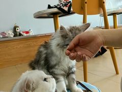 -喵宠乐园·撸猫互动·猫舍