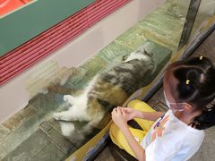 -猫咪博物馆(顶澳仔猫街店)