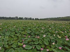 -西青郊野公园