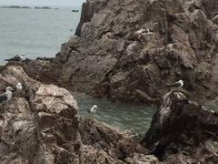 -海驴岛(荣成市)