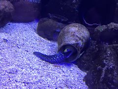 -芜湖新华联大白鲸海洋公园
