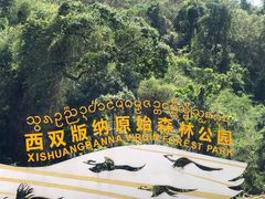 -西双版纳原始森林公园