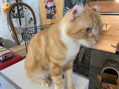 -平行世界·猫咖(首经贸店)