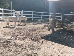 -哈尔滨北方森林动物园