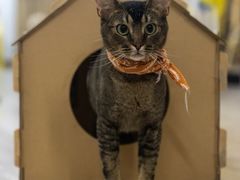 -柴迷FANS CLUB·柴犬狗咖·猫咖
