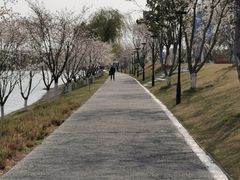 -羊山湖公园