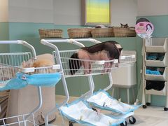 -怪兽屋·羊驼·猫咖·狗咖(俊华广场店)