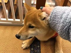 -豆柴町-柴犬主题狗咖(红鼎国际C座店)