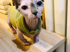 -平行世界·猫咖(首经贸店)
