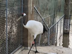 -盐城丹顶鹤湿地生态旅游区