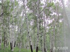 -乌兰布统景区-白桦林