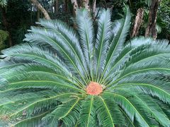 -深圳仙湖植物园