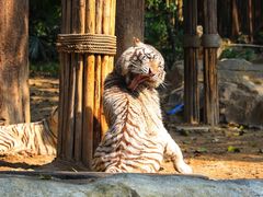 -广州长隆野生动物世界