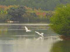 -芒洲湿地公园