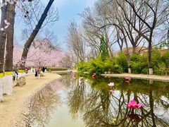 -桃花堤公园