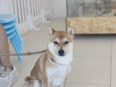 -怪兽屋·羊驼·猫咖·狗咖(俊华广场店)