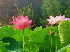 -莲花池公园