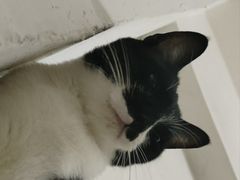 -千城康桥宠物医院·猫科·骨科·心脏