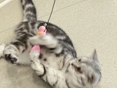 -共舞时光猫咖·狗咖(新街口店)